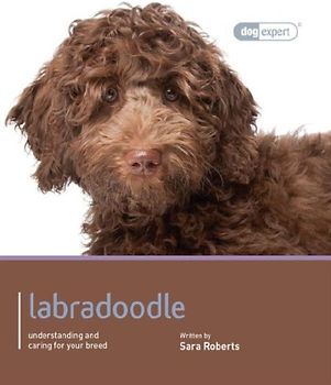 Labradoodle - Dog Expert