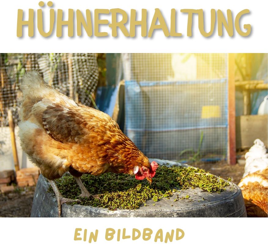 Hühnerhaltung