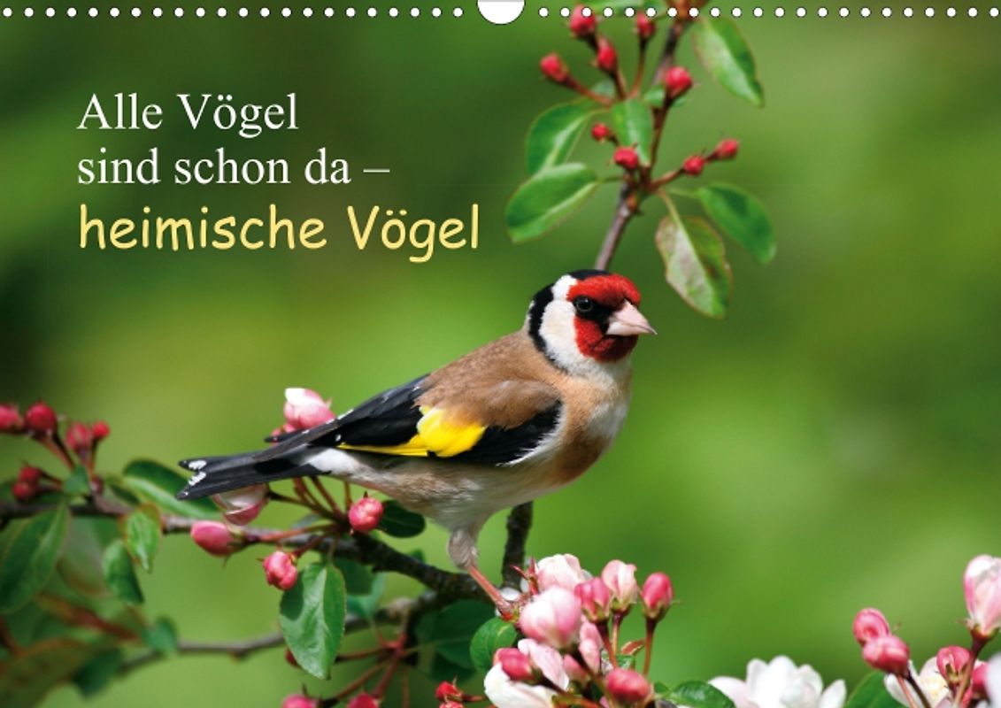 Alle Vögel sind schon da – heimische Vögel (Posterbuch DIN A3 quer)