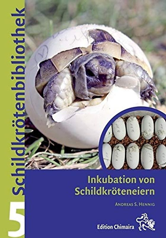 Inkubation von Schildkröteneiern