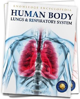 Human Body: Lungs and Respiratory System