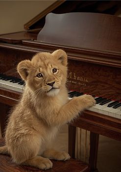 Notenheft: DIN A4 Notenlinienheft | 60 Seiten mit 12 Notenzeilen / Systeme pro Blatt | Papier 90g/m² | Musikheft mit Notenlinien