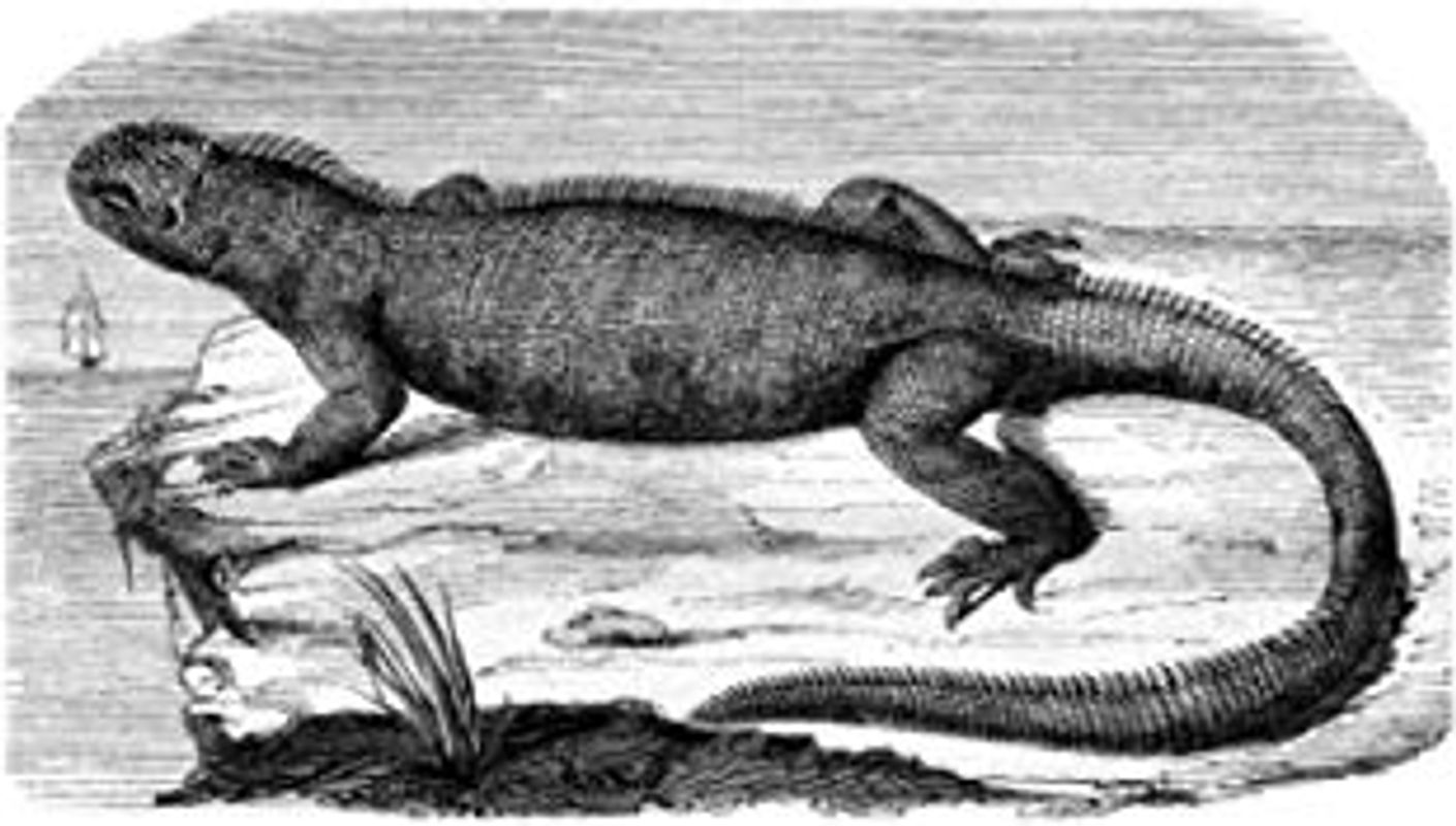 e.x.o.b.o | Notizbücher: Umfangreiches und exotisches Blanko-Journal mit einzigartiger Vintage-Handzeichnung (Meerechse)