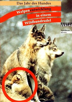 Das Jahr des Hundes - Welpenentwicklung in einem Wildhundrudel DVD