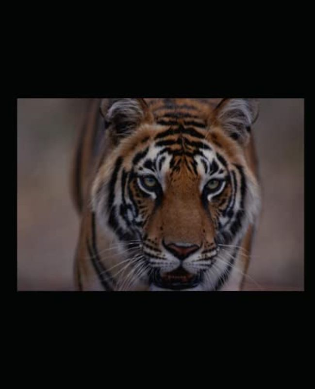 Tiger Notebook: Tiger, The Vehicle of God Ayyappa, Symbol of Courage and Ambition: Composition Notebook College Ruled
