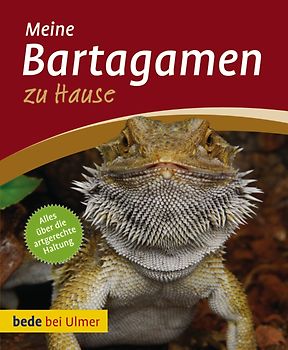 Meine Bartagamen zu Hause