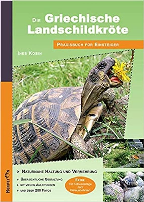 Die Griechische Landschildkröte
