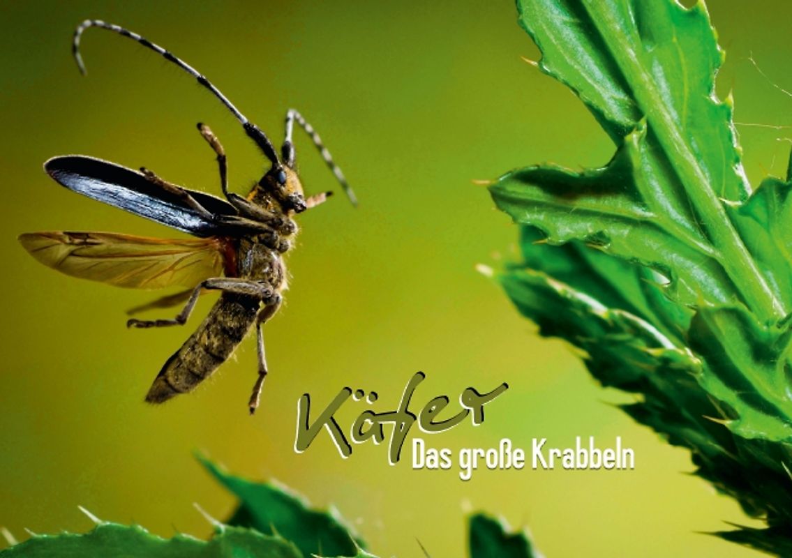 Käfer – Das große Krabbeln (Tischaufsteller DIN A5 quer)