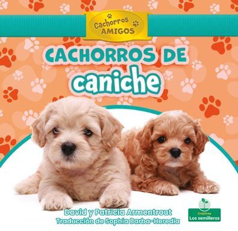 Cachorros de Caniche (Poodle Puppies)
