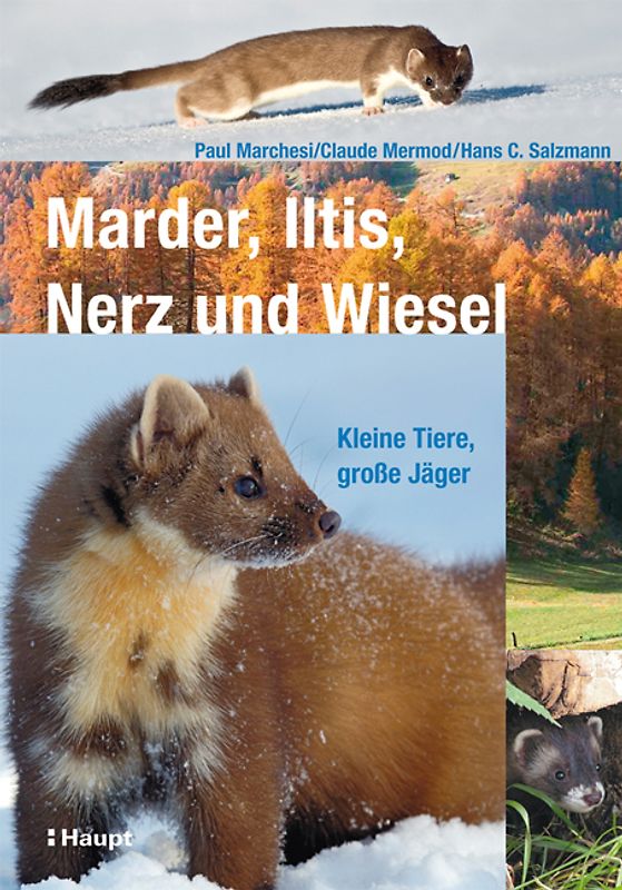 Marder, Iltis, Nerz und Wiesel