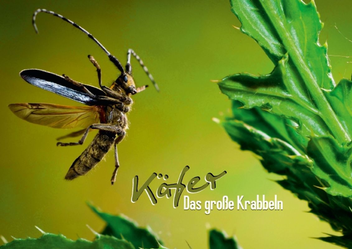 Käfer – Das große Krabbeln (Posterbuch DIN A4 quer)