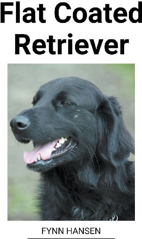 Flat Coated Retriever