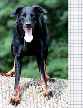 Notebook checkered beauceron: Notes with beauceron