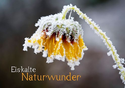 Eiskalte Naturwunder (Tischaufsteller DIN A5 quer)