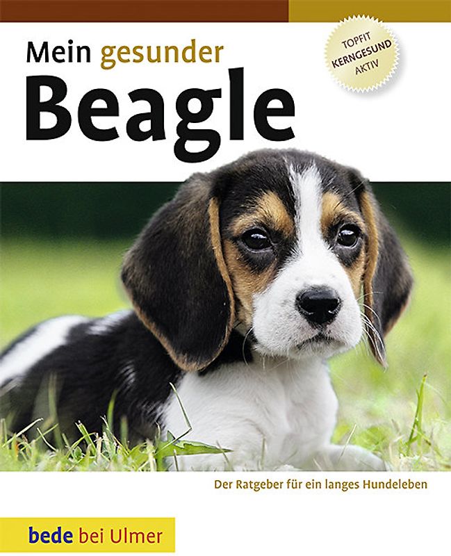 Mein gesunder Beagle