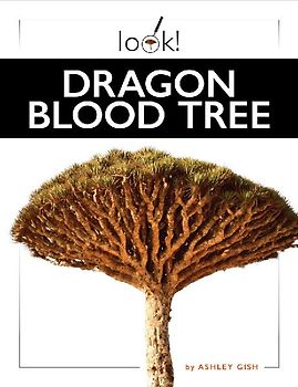 Dragon Blood Tree