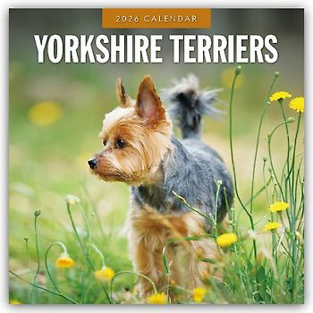 Yorkshire Terriers 2026 Square Wall Calendar