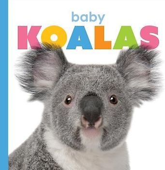 Baby Koalas