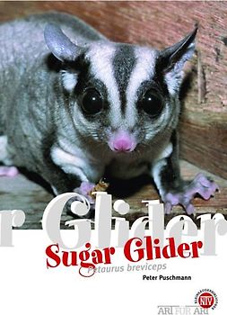 Der Sugar Glider