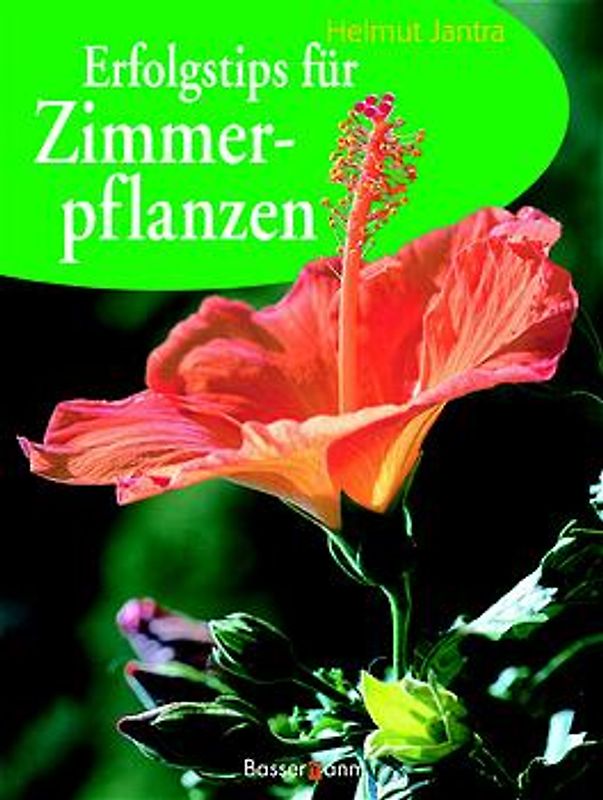 Erfolgstips für Zimmerpflanzen