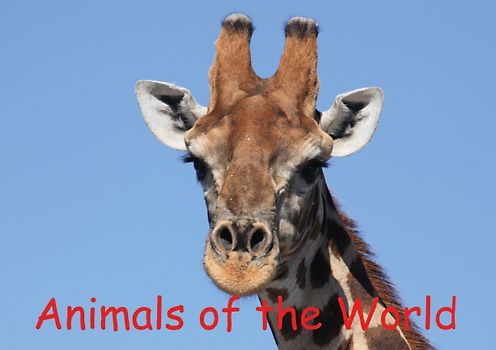 Animals of the World (Stand-Up Mini Poster DIN A5 Landscape)