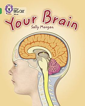 Your Brain