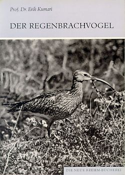 Der Regenbrachvogel