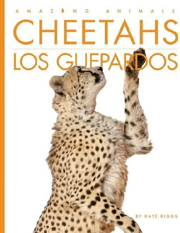 Cheetahs / Los Guepardos
