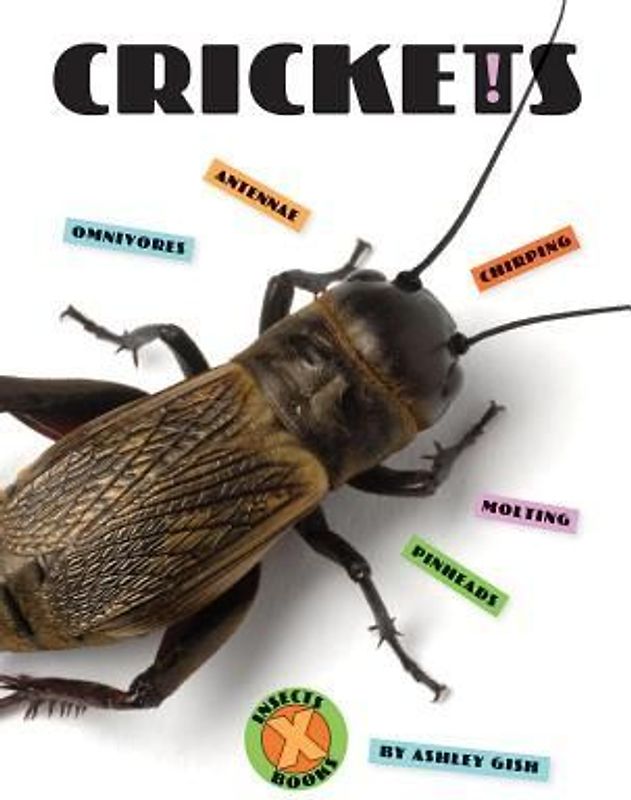 Crickets