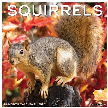 Squirrels 2026 12 X 12 Wall Calendar