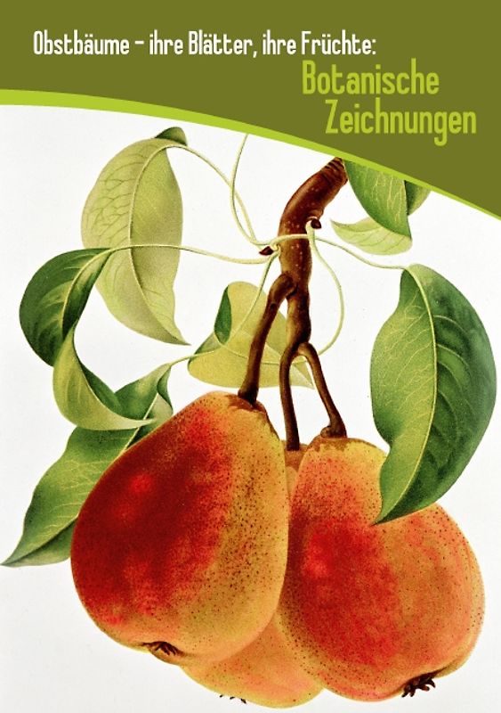 Obstbäume – ihre Blätter, ihre Früchte: Botanische Zeichnungen (Tischaufsteller DIN A5 hoch)