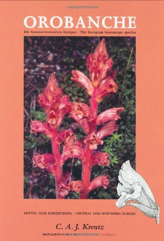 Orobanche  Die Sommerwurzarten Europas