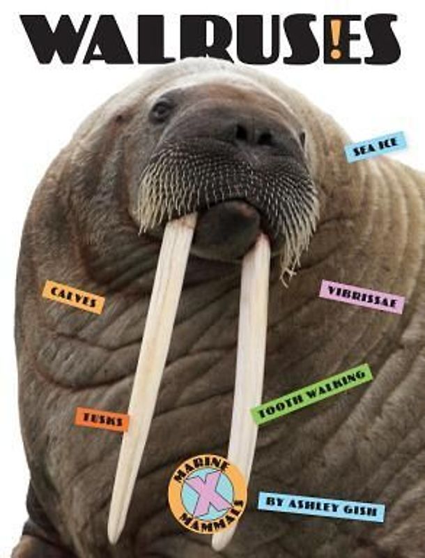 Walruses