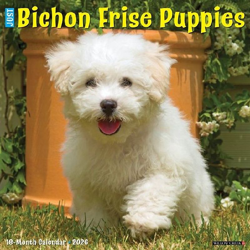 Bichon Frise Puppies 2026 12 X 12 Wall Calendar