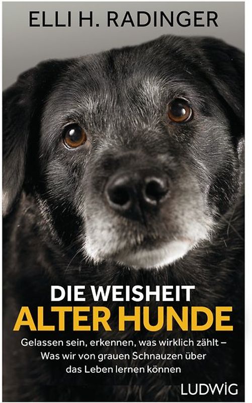 Die Weisheit alter Hunde