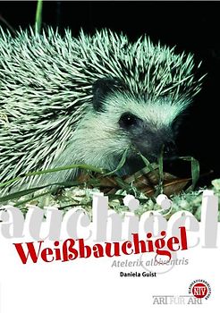 Weißbauchigel