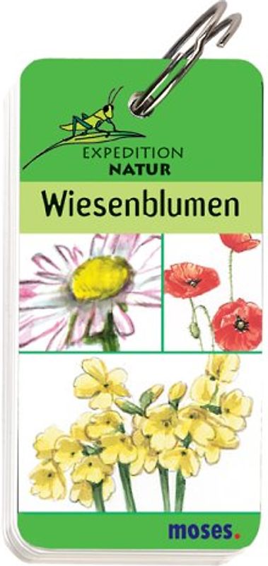 Expedition Natur - Wiesenblumen