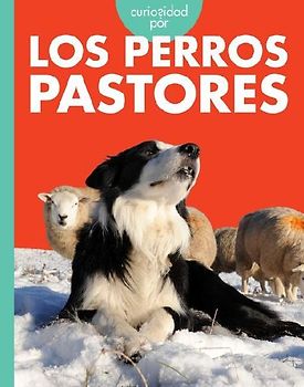 Curiosidad Por Los Perros Pastores