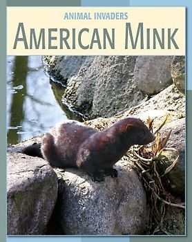 American Mink