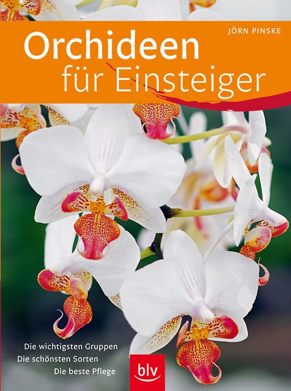 Orchideen für Einsteiger