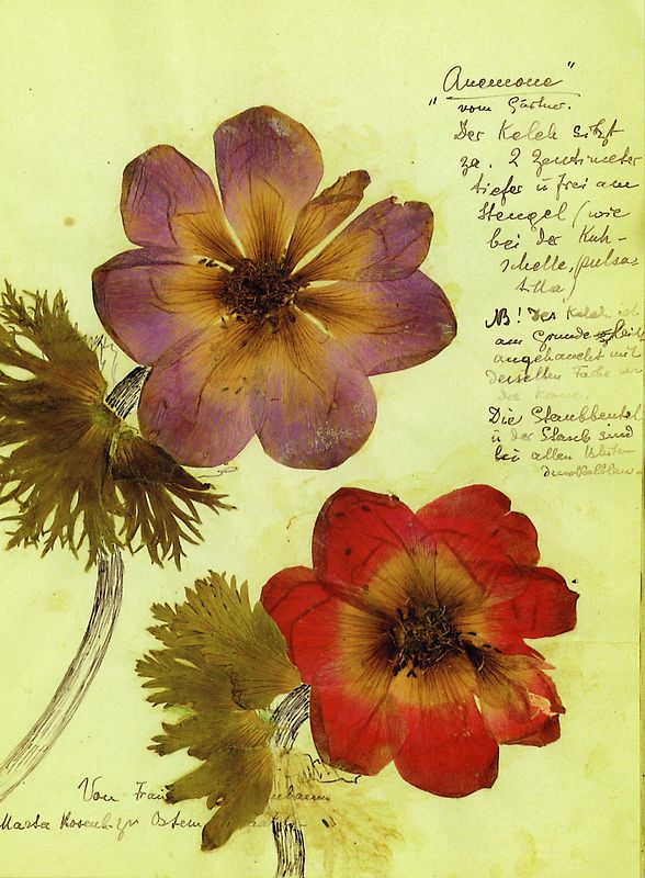 Herbarium Postkartenset