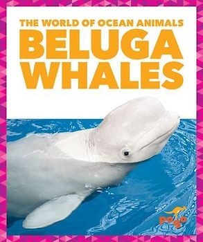 Beluga Whales