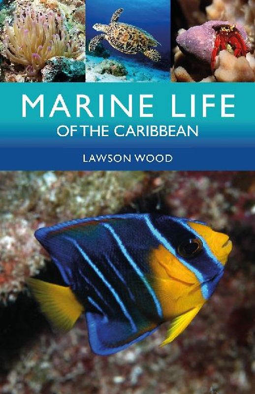 Marine Life of the Caribbean