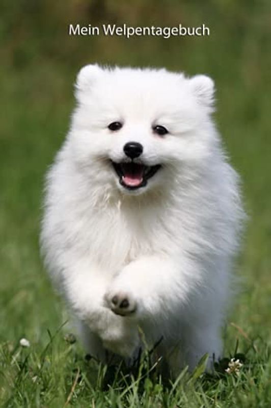 Mein Welpentagebuch: die ersten Monate mit meinem Japanspitz