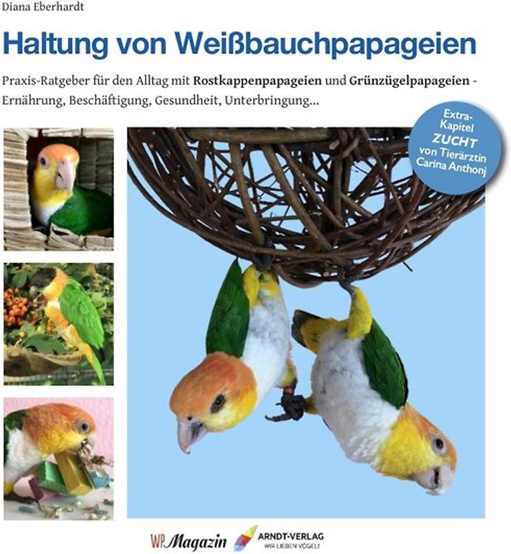 Haltung von Weißbauchpapageien