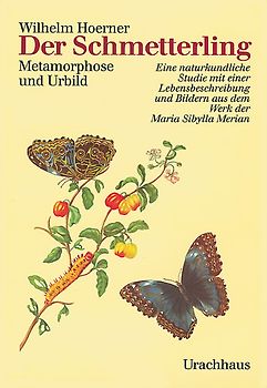 Der Schmetterling