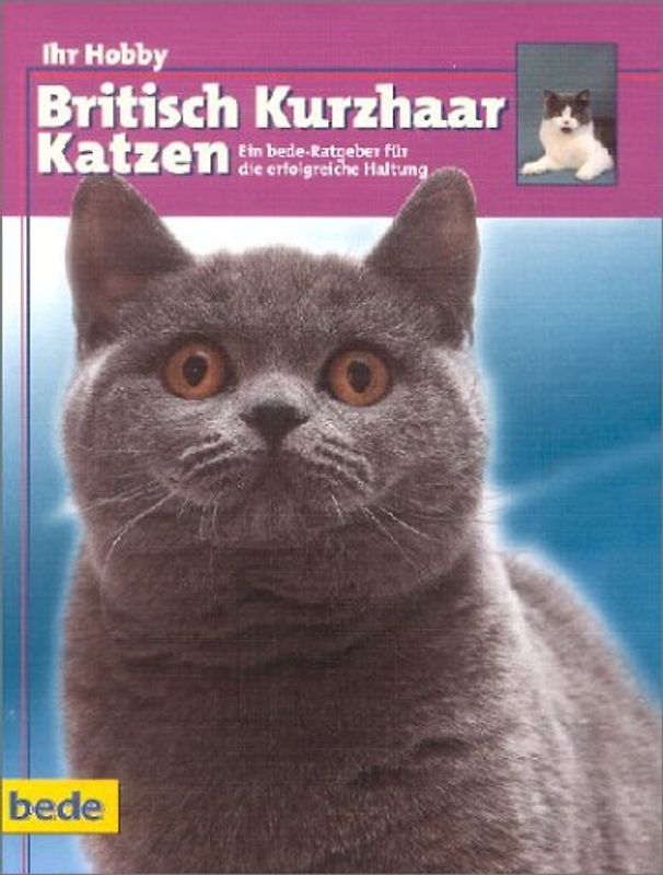 British Kurzhaar Katzen