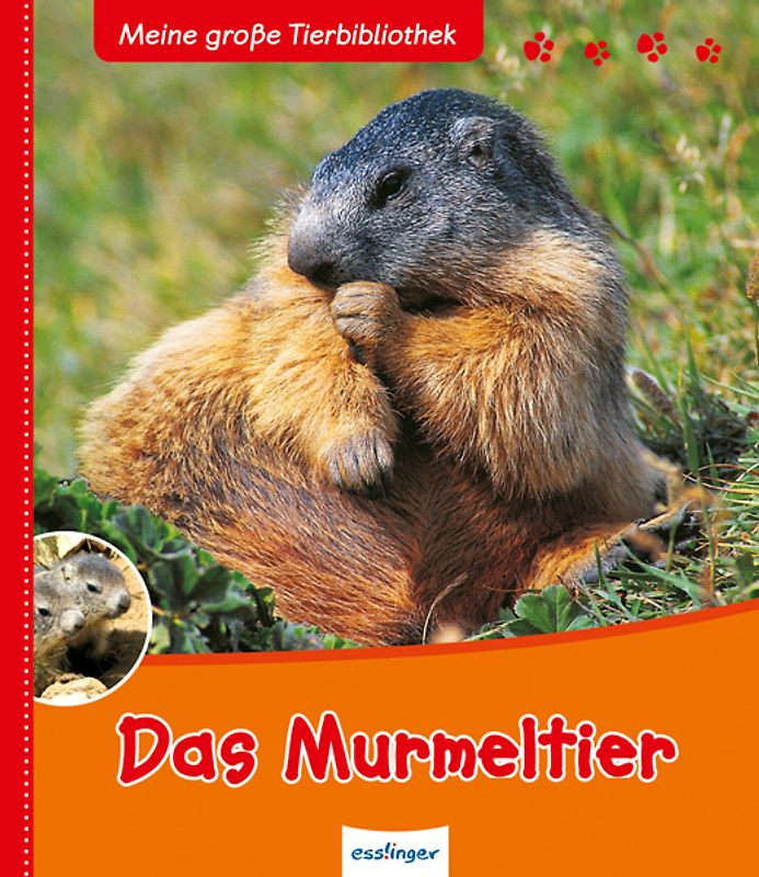 Das Murmeltier