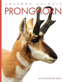 Pronghorn