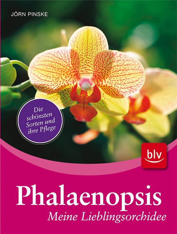 Phalaenopsis - meine Lieblingsorchidee